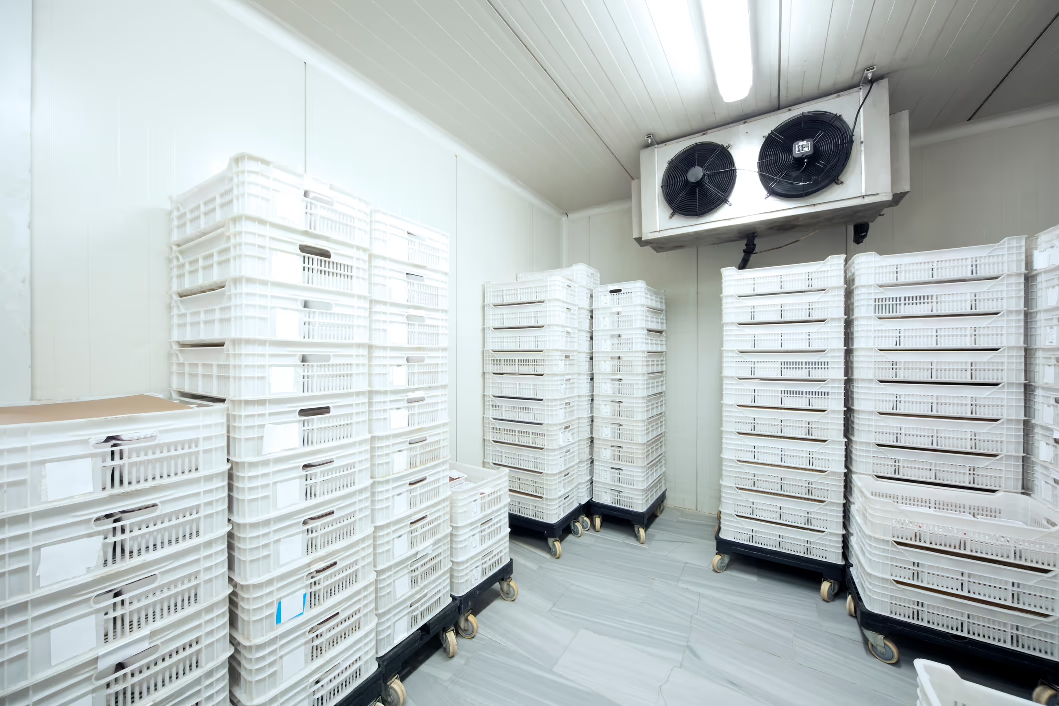 A commercial walk-in cooler with ceiling refrigeration units serviced by Sitton Mechanical